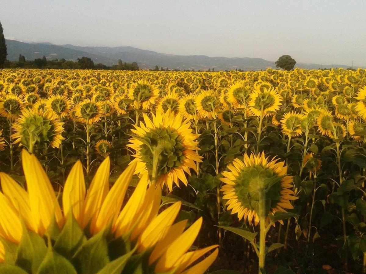 Appartamenti con cucina nelle colline toscane Anghiari Esterno foto
